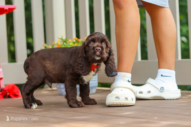 Ollie – Cocker Spaniel puppy for sale in Baltic, OH