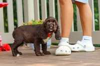 Ollie, a male Cocker Spaniel for sale in Baltic, OH – 1 of 6