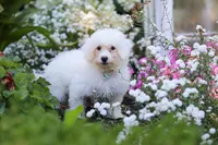 Oliver, a male Bichon Frise for sale in Baltic, OH – 3 of 6