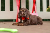 Asher, a male Cocker Spaniel for sale in Baltic, OH – 3 of 9