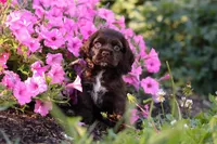 Harlow, a female Cocker Spaniel for sale in Baltic, OH – 5 of 7