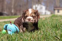 Indie, a female Cocker Spaniel for sale in Baltic, OH – Photo 6 of 7