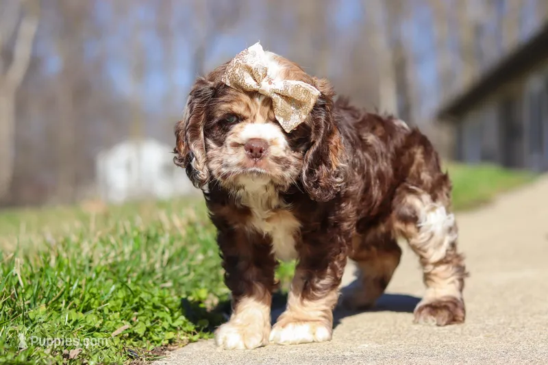 Indie – Cocker Spaniel puppy for sale in Baltic, OH