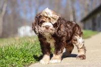 Indie, a female Cocker Spaniel for sale in Baltic, OH – Photo 1 of 7