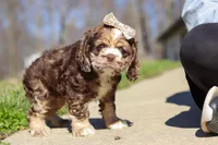 Indie, a female Cocker Spaniel for sale in Baltic, OH – Photo 3 of 7