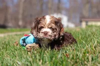 Indie, a female Cocker Spaniel for sale in Baltic, OH – Photo 7 of 7