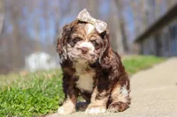 Indie, a female Cocker Spaniel for sale in Baltic, OH – Photo 2 of 7
