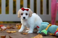 Lily, a female Cavachon for sale in Baltic, OH – 7 of 9
