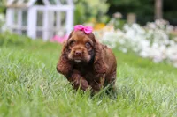 Daisy, a female Cocker Spaniel for sale in Baltic, OH – 4 of 7