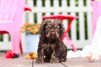 Cody, a male Cocker Spaniel for sale in Baltic, OH – 1 of 6
