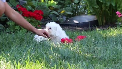 Oliver, a male Bichon Frise for sale in Baltic, OH – 6 of 6