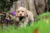 Chase, a male Cocker Spaniel for sale in Baltic, OH – 5 of 7