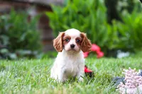 Finley, a female Cavalier King Charles Spaniel for sale in Baltic, OH – 1 of 9