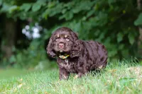 Lincoln, a male Cocker Spaniel for sale in Baltic, OH – 2 of 6