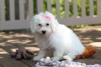 Sunny, a female Bichon Frise for sale in Baltic, OH – 2 of 7