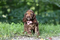 Sadie, a female Cocker Spaniel for sale in Baltic, OH – 2 of 6