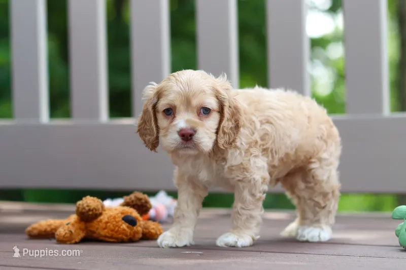 Theo – Cocker Spaniel puppy for sale in Baltic, OH