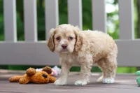 Theo, a male Cocker Spaniel for sale in Baltic, OH – 1 of 9
