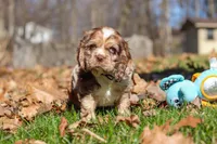 Alex, a male Cocker Spaniel for sale in Baltic, OH – Photo 4 of 8