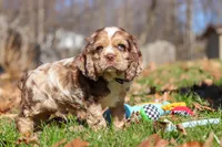 Alex, a male Cocker Spaniel for sale in Baltic, OH – Photo 7 of 8