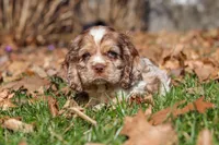 Alex, a male Cocker Spaniel for sale in Baltic, OH – Photo 8 of 8