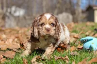Alex, a male Cocker Spaniel for sale in Baltic, OH – Photo 6 of 8