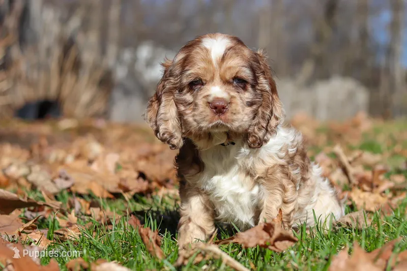 Alex – Cocker Spaniel puppy for sale in Baltic, OH