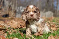 Alex, a male Cocker Spaniel for sale in Baltic, OH – Photo 1 of 8