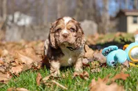 Alex, a male Cocker Spaniel for sale in Baltic, OH – Photo 3 of 8