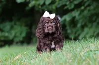 Ava, a female Cocker Spaniel for sale in Baltic, OH – 4 of 8