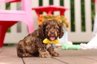 Milo, a male Cocker Spaniel for sale in Baltic, OH – 2 of 6