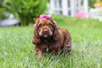 Daisy, a female Cocker Spaniel for sale in Baltic, OH – 6 of 7