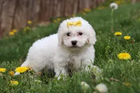 Dottie, a female Bichon Frise for sale in Baltic, OH – Photo 2 of 6