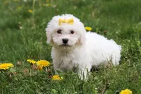 Dottie, a female Bichon Frise for sale in Baltic, OH – Photo 4 of 6