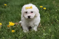 Dottie, a female Bichon Frise for sale in Baltic, OH – Photo 5 of 6