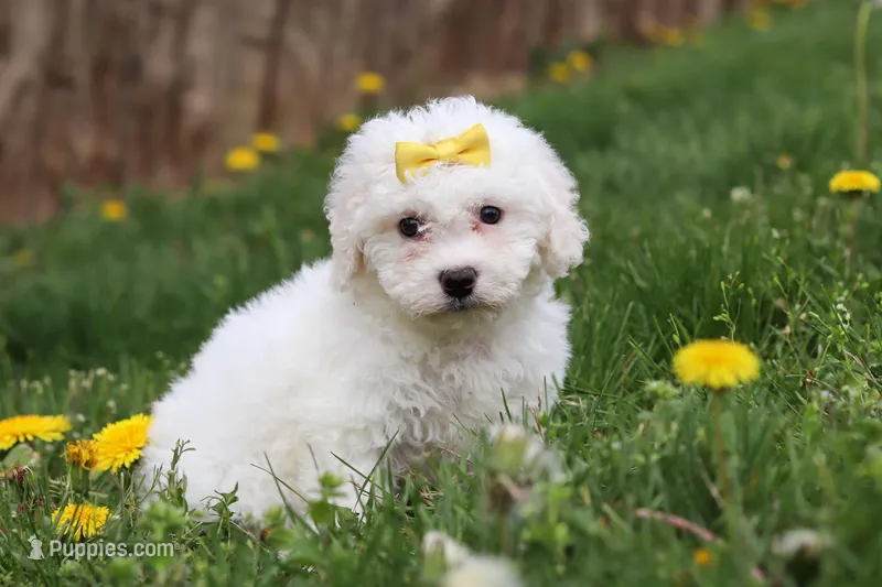 Dottie – Bichon Frise puppy for sale in Baltic, OH