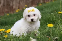 Dottie, a female Bichon Frise for sale in Baltic, OH – Photo 1 of 6