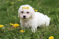 Dottie, a female Bichon Frise for sale in Baltic, OH – Photo 3 of 6