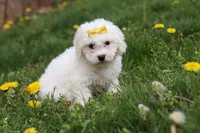 Dottie, a female Bichon Frise for sale in Baltic, OH – Photo 6 of 6