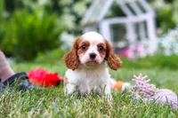 Finley, a female Cavalier King Charles Spaniel for sale in Baltic, OH – 5 of 9