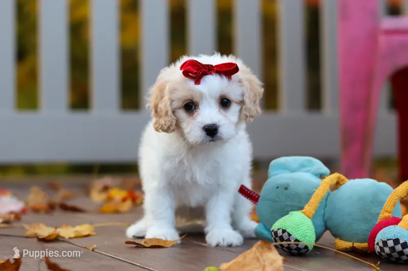Lily – Cavachon puppy for sale in Baltic, OH