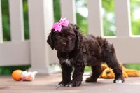 Ellie, a female Cocker Spaniel for sale in Baltic, OH – 4 of 5