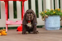 Ollie, a male Cocker Spaniel for sale in Baltic, OH – 5 of 6