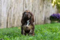 Sophia, a female Cocker Spaniel for sale in Baltic, OH – 3 of 6