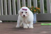 Remi, a female Bichon Frise for sale in Baltic, OH – 2 of 5