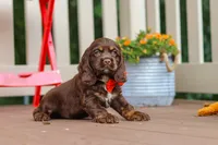 Asher, a male Cocker Spaniel for sale in Baltic, OH – 6 of 9