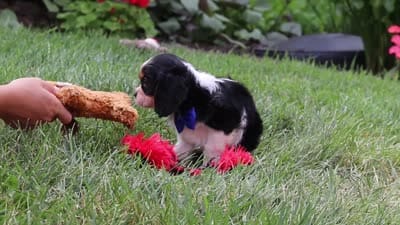 Cooper, a male Cavalier King Charles Spaniel for sale in Baltic, OH – 8 of 8