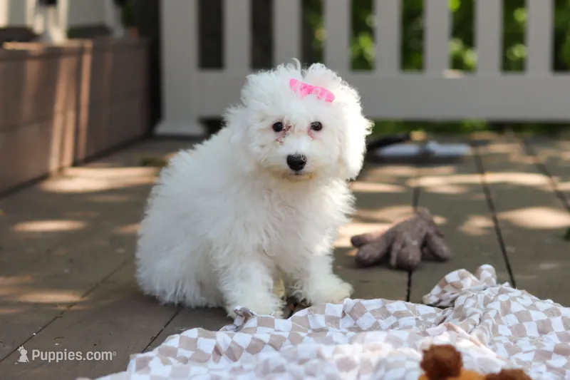 Sunny – Bichon Frise puppy for sale in Baltic, OH