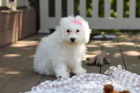 Sunny, a female Bichon Frise for sale in Baltic, OH – 1 of 7