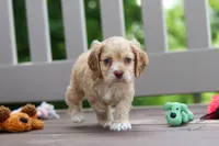 Theo, a male Cocker Spaniel for sale in Baltic, OH – 3 of 9